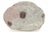 Red Proetid Trilobite - Hamar Laghdad, Morocco #271354-3